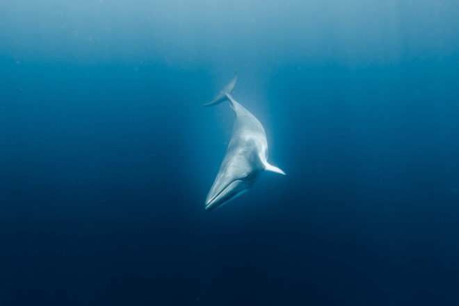 The Sea Will Get a Lot Quieter Without the Navy’s Whale-Killing Sonar
