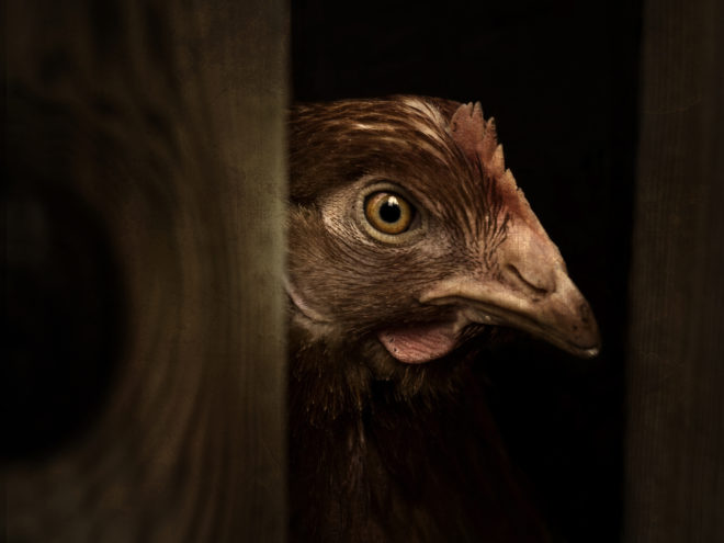 Nature’s Hidden Order Reveals Itself in a Bird’s Eye