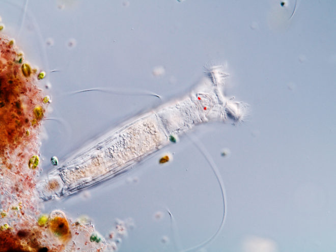 You Say Rotifer, I Say Tiny Critter With a Buzzsaw for a Face